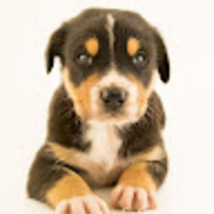 Meet your Posher, Faith